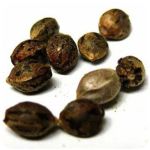 Семена марихуаны АК-47  (Seeds AK-47) в Уржуме
